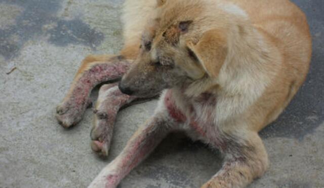 狗狗被螨虫叮咬照片